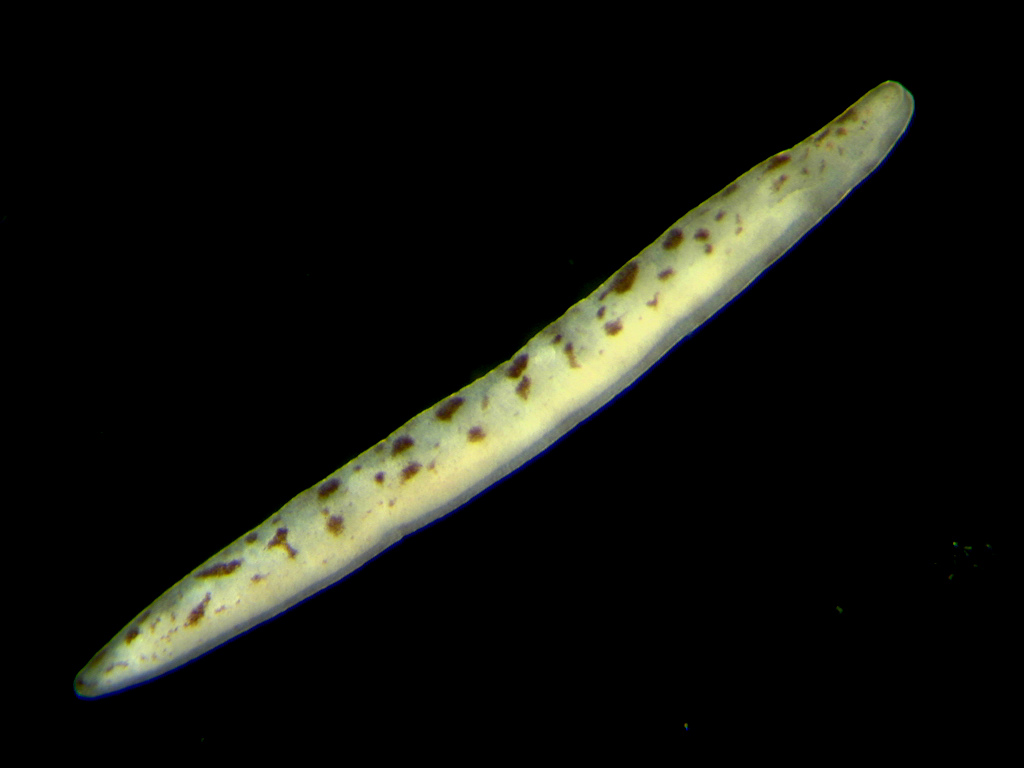 Представитель Семейства Prosorhochmidae